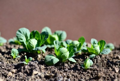 Young Brussels Sprouts Plants in Soil