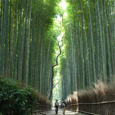 Bamboo Forest Path with Walkers