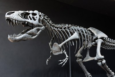 Tyrannosaurus Rex Skeleton