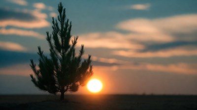 Silhouette pine tree at sunset