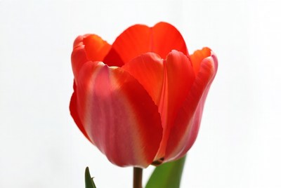 Red Tulip on White Background