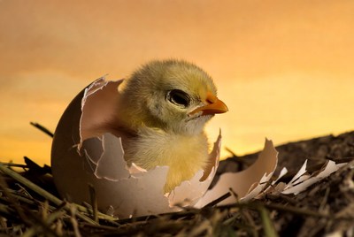Chick hatching from egg
