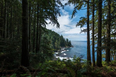 Forest Framing Ocean Coastline