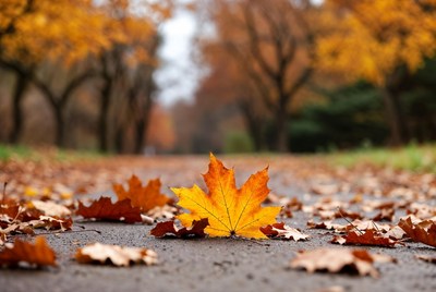 Yellow maple leaf on autumn path