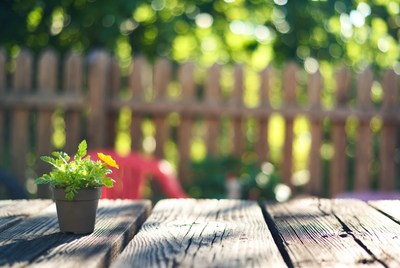 Small potted marigold on wooden table