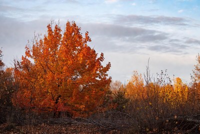 Vibrant orange autumn tree landscape