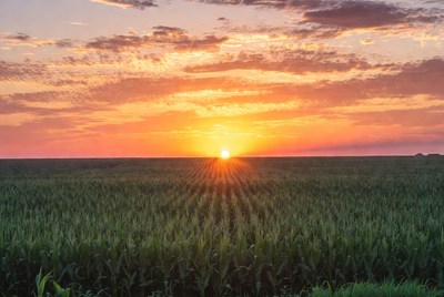 Sunset over cornfield