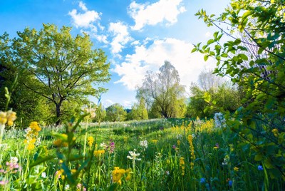 Vibrant wildflower meadow under blue sky