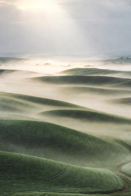Foggy rolling green hills