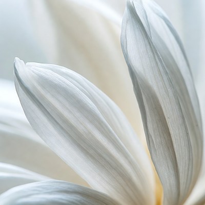 White Daisy Petals Closeup