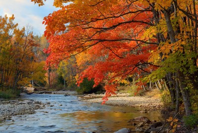 Autumn Trees by River