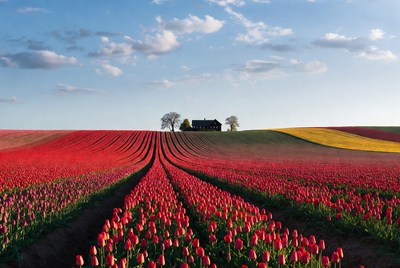 Black House in Colorful Tulip Fields