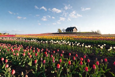 Colorful Tulip Fields with House