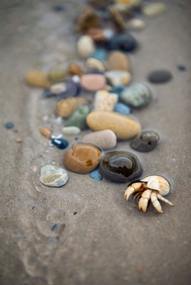 Hermit Crab Among Beach Stones