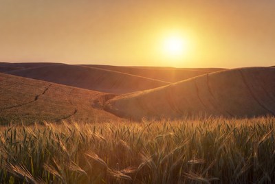 Wheat Field at Sunset