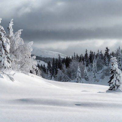 Snowy Pine Trees in Mountain Landscape