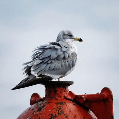 Gull perched on red fire hydrant