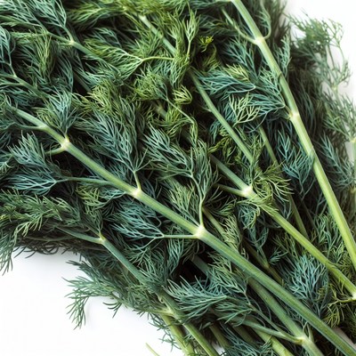 Fresh Dill Herb Bunch