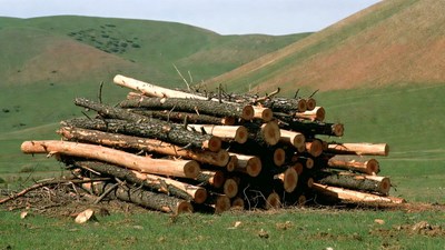 Stack of Logs in Grassy Hills