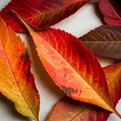 Red Autumn Leaves on White Background