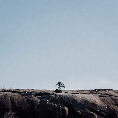 Lone tree on rocky landscape