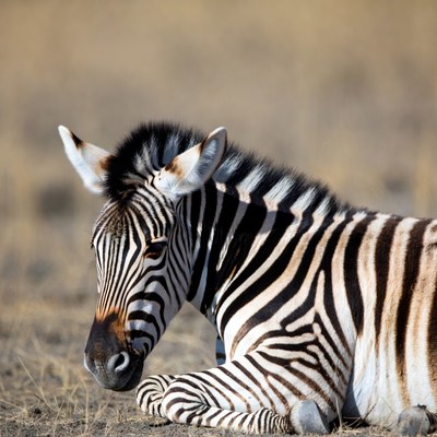 Zebra lying in dry grass