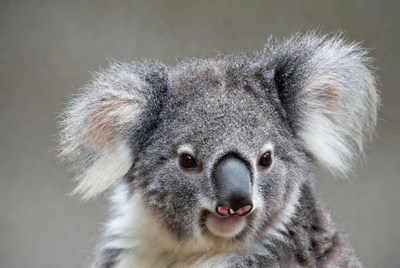Koala with tongue out