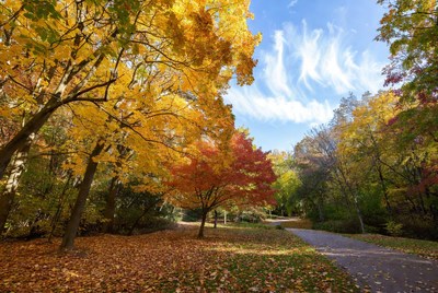 Autumn Trees Along Park Path