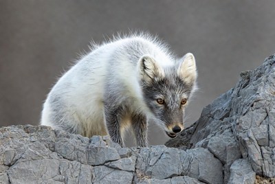 Arctic Fox on Rocks