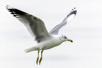 Gull flying with wings spread