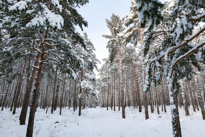 Snowy Pine Forest Path