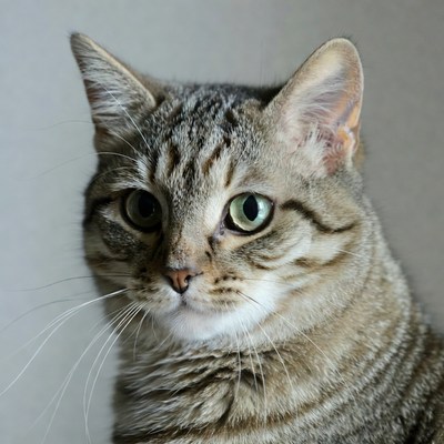 Tabby cat with green eyes