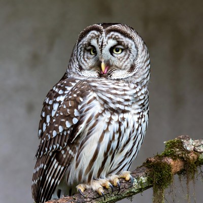 Barred Owl Perched on Mossy Branch