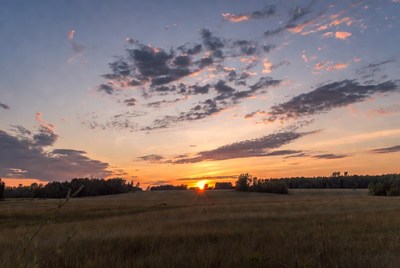 Sunset over golden field and trees