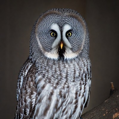 Great Gray Owl on branch