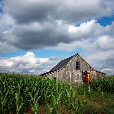 Old Barn in Corn Field