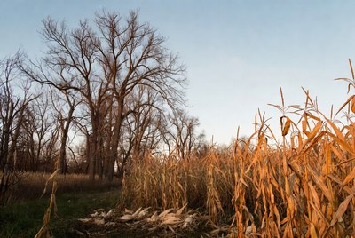 Autumn corn stalks and bare trees