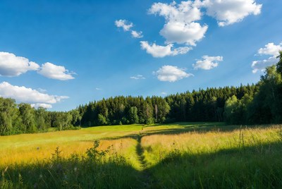 Grassy path through field to forest