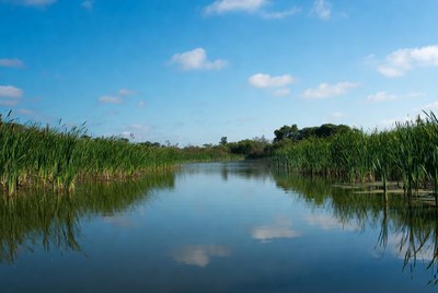 Phragmites-lined Marsh Waterway