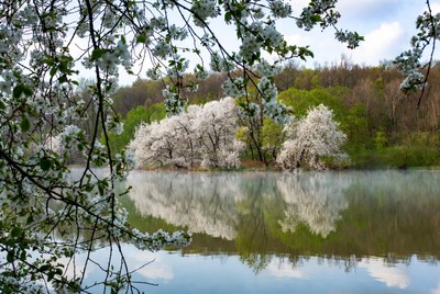 Cherry Blossoms Reflecting in Lake
