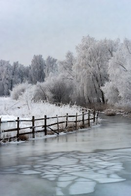 Snowy Trees by Wooden Fence and Ice