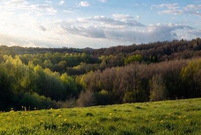 Green valley with dandelions and forest