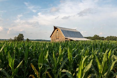 Rustic Barn in Corn Field