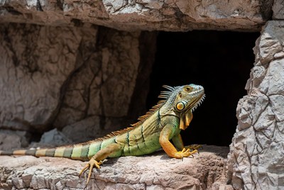 Green iguana emerging from rock cave