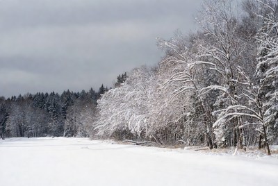Snowy Trees by Frozen Lake