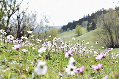 Daisy Flowers in Grassy Meadow