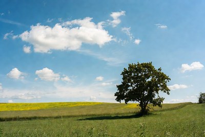 Lone tree in yellow canola field