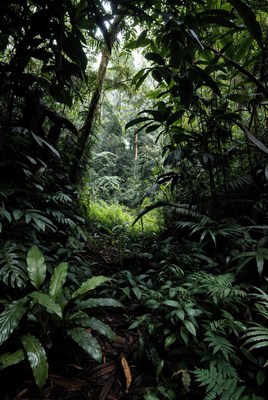 Lush Tropical Rainforest Path