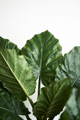 Large green Alocasia leaves