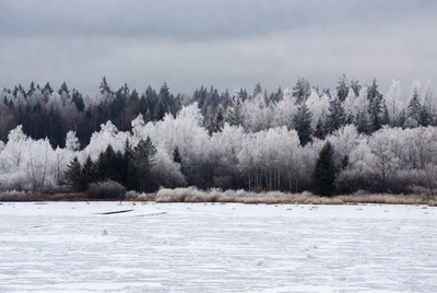 Snowy Trees by Frozen Lake